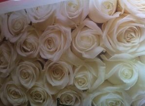 apartment daily Kastropol,Str.Kiparisnaya 33b, Yalta