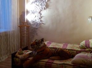 apartment daily Komsomolskij Ave  62, Perm